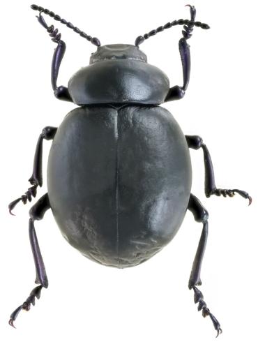 Réf. 304 392 : Timarcha pimelioides